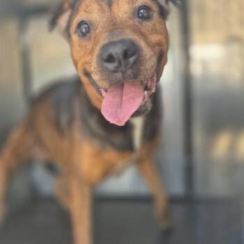 A813894 -  Hound Dog for Adoption in San Antonio, Texas - A813894 | PetCurious