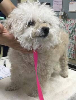 Poodle and Maltese Dogs Available for Adoption in Riverside, California - MASYA | PetCurious