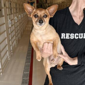 Chihuahua and Pug Dogs Available for Adoption in Chicago, Illinois - Moby | PetCurious