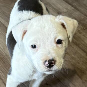 Rescue Pit Bull Terrier and Mixed Breed Dogs for Adoption in Normal, Illinois - Baja Blast | PetCurious