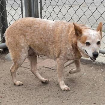 Malee -  Cattle Dog Dog for Adoption in Spokane, Washington - Malee | PetCurious