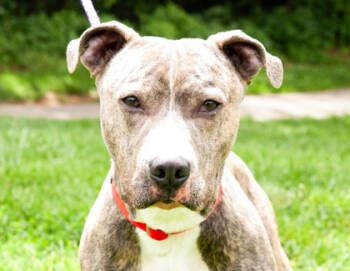 Rescue Mixed Breed Dogs for Adoption in West Chester, Pennsylvania - Smeagol | PetCurious