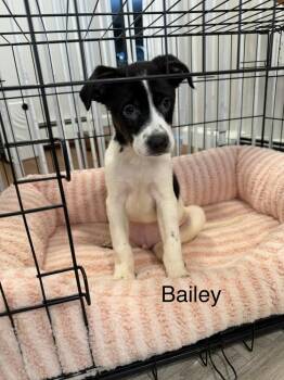 Bailey -  Mountain Cur and Shepherd Dog for Adoption in Willingboro, New Jersey - Bailey | PetCurious