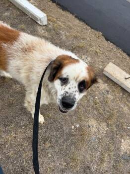 Tiny Dancer -  Saint Bernard Dog for Adoption in Severance, Colorado - Tiny Dancer | PetCurious
