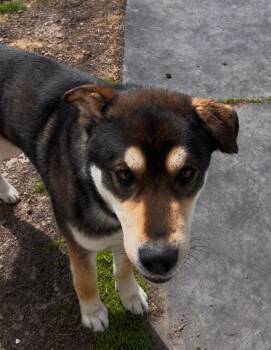 Husky Dogs Available for Adoption in Wetaskiwin, Alberta - Togo | PetCurious