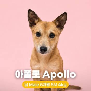 Apollo -  Jindo Dog for Adoption in Northbrook, Illinois - Apollo | PetCurious