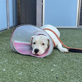 Bamboo -  American Bulldog and Boxer Dog for Adoption in Apache Junction, Arizona - Bamboo | PetCurious