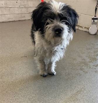 Rescue Shih Tzu and Mixed Breed Dogs for Adoption in San Bernardino, California - WYBEE | PetCurious