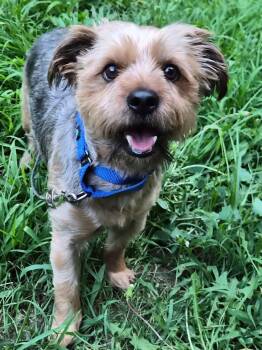 Hugo -  Yorkshire Terrier Dog for Adoption in Wedgefield, South Carolina - Hugo | PetCurious