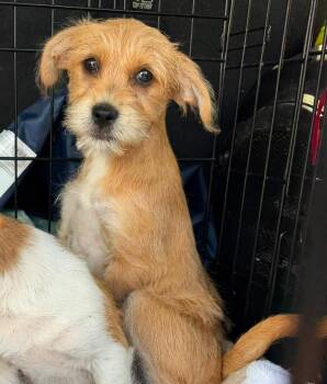 Deliah -  Terrier Dog for Adoption in Germantown, Ohio - Deliah | PetCurious