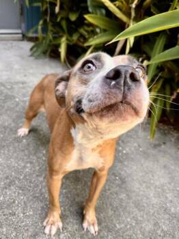 Shelby -  Pit Bull Terrier and Mixed Breed Dog for Adoption in New Orleans, Louisiana - Shelby | PetCurious