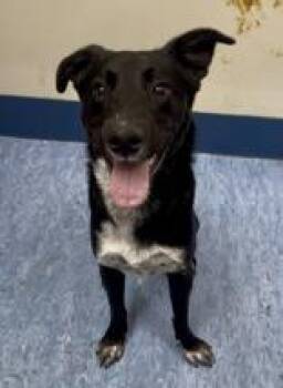 Mixed Breed Dogs Available for Adoption - Happy Gilmore | PetCurious