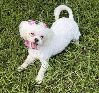Zsa Zsa -  Maltese and Maltipoo Dog for Adoption in Homestead, Florida - Zsa Zsa | PetCurious