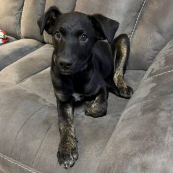 Hank -  Labrador Retriever Dog for Adoption in Sealy, Texas - Hank | PetCurious