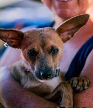 Cruiser in TX -  Chihuahua Dog for Adoption in Cranston, Rhode Island - Cruiser In TX | PetCurious