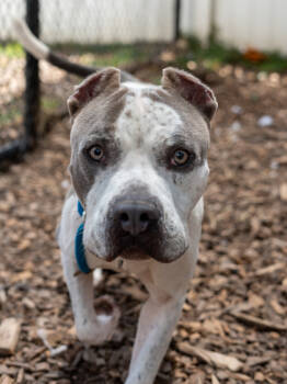 Rescue Mixed Breed Dogs for Adoption in Atlanta, Georgia - Goose | PetCurious