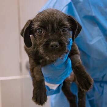 Rescue Chihuahua Dogs for Adoption in Los Angeles, California - Tweedledee | PetCurious