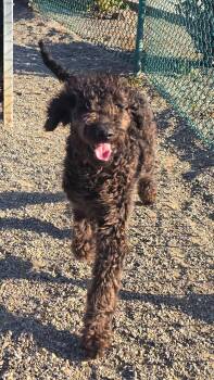 Poppy -  Labradoodle Dog for Adoption in Lafayette, California - Poppy | PetCurious
