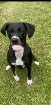 Rescue Labrador Retriever Dogs for Adoption in Pensacola, Florida - Marina | PetCurious