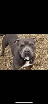 Rescue Pit Bull Terrier Dogs for Adoption in Warren, Ohio - Grover | PetCurious