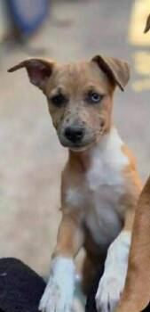 Retriever and Catahoula Leopard Dog Dogs Available for Adoption - Candy | PetCurious