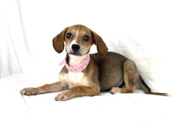 Oprah -  Dachshund and Chihuahua Dog for Adoption in Olympia, Washington - Oprah | PetCurious