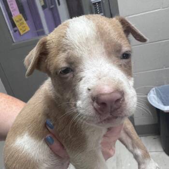 Rachel -  Mixed Breed Dog for Adoption in Lufkin, Texas - Rachel | PetCurious