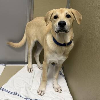 Chance -  Retriever Dog for Adoption in Durango, Colorado - Chance | PetCurious