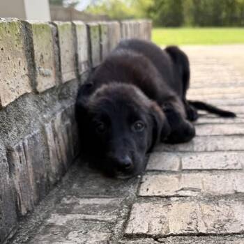 Aspen -  Labrador Retriever Dog for Adoption in Baton Rouge, Louisiana - Aspen | PetCurious
