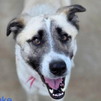 Terrier Dogs Available for Adoption - Duke | PetCurious