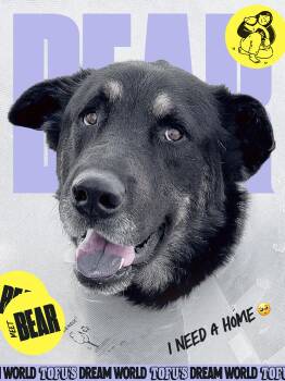 Rescue German Shepherd Dog Dogs for Adoption - Bear | PetCurious