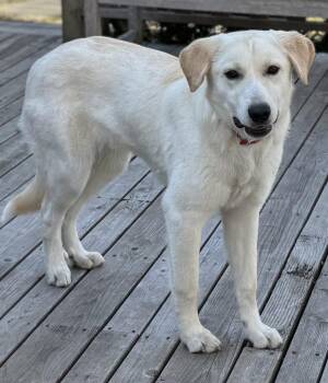 Yellow Labrador Retriever Dogs Available for Adoption - Luke  | PetCurious