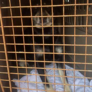 Mixed Breed Dogs Available for Adoption - Lady | PetCurious