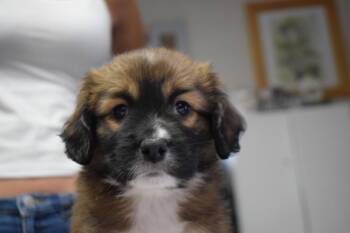 Twinkie (597 P2) -  Australian Shepherd and Boston Terrier Dog for Adoption in Pahrump, Nevada - Twinkie (597 P2) | PetCurious