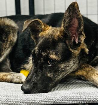 Rescue Shepherd and Mixed Breed Dogs for Adoption in Los Angeles, California - Griffin | PetCurious