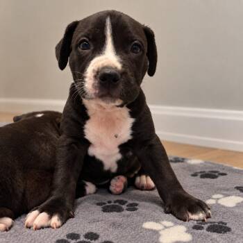 Van Howlen -  American Bulldog and Catahoula Leopard Dog Dog for Adoption in Cartersville, Georgia - Van Howlen | PetCurious