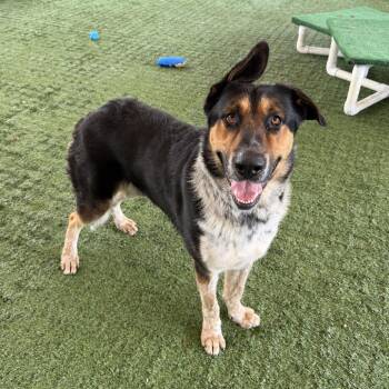 Roman -  Smooth Collie and Mixed Breed Dog for Adoption in Pasadena, California - Roman | PetCurious