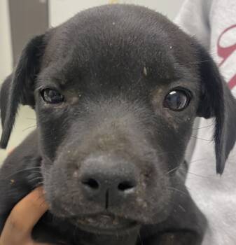 Rescue Labrador Retriever Dogs for Adoption in Houston, Texas - Pluto | PetCurious
