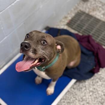 Rescue Pit Bull Terrier and Catahoula Leopard Dog Dogs for Adoption in Collinsville, Oklahoma - Stormy | PetCurious