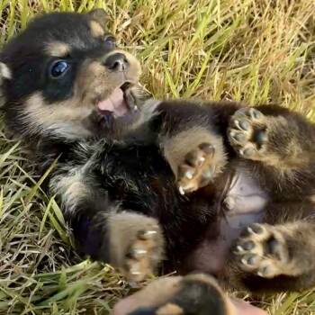 Rescue Chihuahua and Dachshund Dogs for Adoption - POPPY | PetCurious