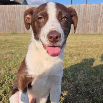 Cartwheel -  Mixed Breed Dog for Adoption in Buffalo, Minnesota - Cartwheel | PetCurious
