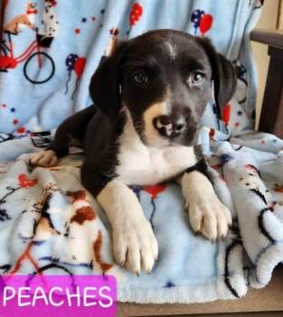 Peaches -  Mixed Breed Dog for Adoption in Saint Clairsville, Ohio - Peaches | PetCurious