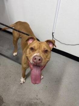 Mixed Breed Dogs Available for Adoption in West Chester, Pennsylvania - Doc Martin | PetCurious