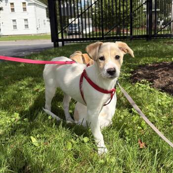Layla -  Mixed Breed Dog for Adoption in Cooperstown, New York - Layla | PetCurious