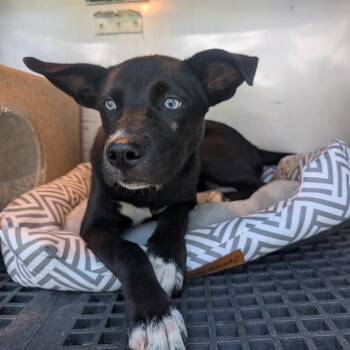 Amy Lee -  Mixed Breed Dog for Adoption in Memphis, Tennessee - Amy Lee | PetCurious