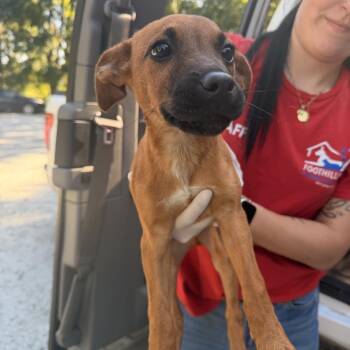 Kevin -  Mixed Breed Dog for Adoption in Columbus, North Carolina - Kevin | PetCurious
