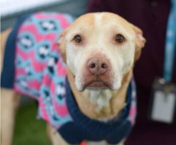 American Staffordshire Terrier Dogs Available for Adoption in Creston, California - Mama Dulce | PetCurious