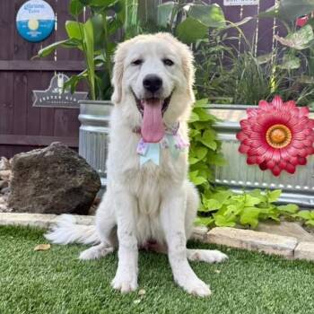 Snowy -  Great Pyrenees Dog for Adoption in Fairfield, Connecticut - Snowy | PetCurious