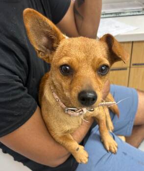Agnes -  Chihuahua Dog for Adoption in Hartsville, South Carolina - Agnes | PetCurious