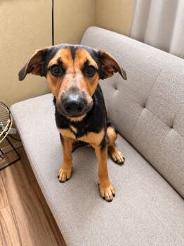 Bowie -  (Courtesy Post) Foster or Adopt Me! -  German Shepherd Dog Dog for Adoption in Lake Forest, California - Bowie -  (Courtesy Post) Foster Or Adopt Me! | PetCurious